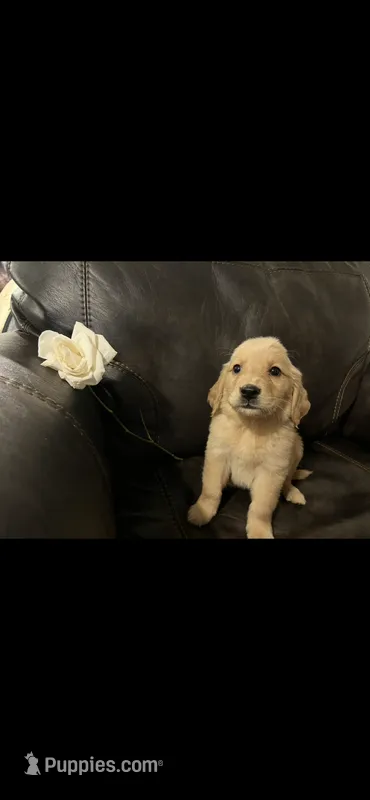 AKC MAGGIE-PUPPY SHOT COMPLETE AND CRATE TRAINED  – Golden Retriever puppy for sale in Rockwall, TX