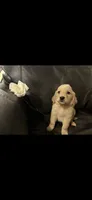 AKC MAGGIE-PUPPY SHOT COMPLETE AND CRATE TRAINED , a female Golden Retriever for sale in Rockwall, TX – 1 of 1