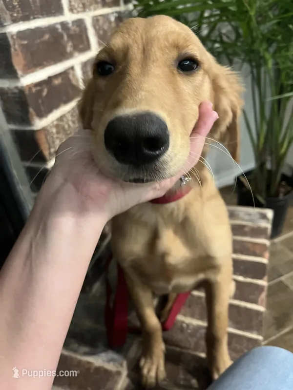 FULL AKC RILEY-HOUSEBROKEN-PUPPY SHOTS COMPLETE – Golden Retriever puppy for sale in Dallas, TX