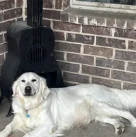 FULL AKC ELSA, a female English Cream Golden Retriever for sale in Dallas, TX – 2 of 2