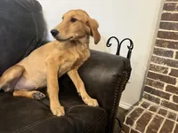AKC ROSE, a female Golden Retriever for sale in Dallas, TX – 1 of 1