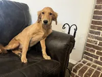 FULL AKC FEMALE-Reagan, a female Golden Retriever for sale in Dallas, TX – 2 of 5