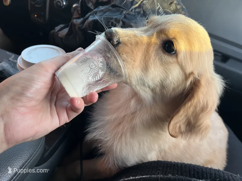 Rose-FULL AKC RIGHTS-HOUSEBROKEN-VACCINATED  – Golden Retriever puppy for sale in Dallas, TX