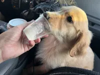 Rose-FULL AKC RIGHTS-HOUSEBROKEN-VACCINATED , a female Golden Retriever for sale in Dallas, TX – 1 of 3