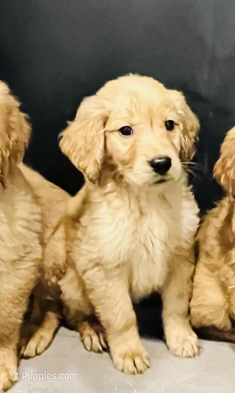 FULL AKC WILLOW – Golden Retriever puppy for sale in Rockwall, TX