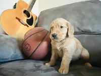 AKC CHARLIE, a male Golden Retriever for sale in Rockwall, TX – 3 of 6