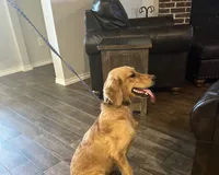 AKC FEMALE, a female Golden Retriever for sale in Royse City, TX – 8 of 10