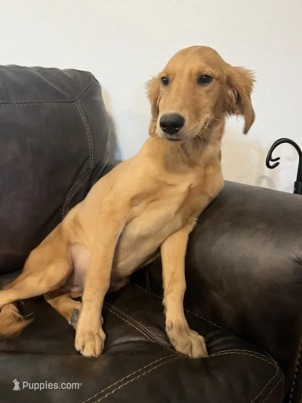 FULL AKC FEMALE-Reagan – Golden Retriever puppy for sale in Dallas, TX