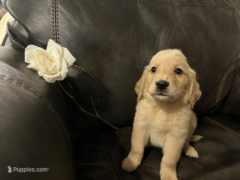 AKC ROSIE – Golden Retriever puppy for sale in Rockwall, TX