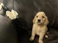 AKC ROSIE, a female Golden Retriever for sale in Rockwall, TX – 1 of 3