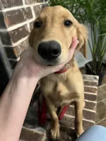 FULL AKC FEMALE-Rose, a female Golden Retriever for sale in Dallas, TX – 1 of 3