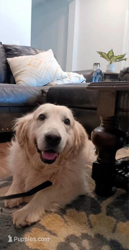 FULL AKC ISABELLA – English Cream Golden Retriever puppy for sale in Dallas, TX