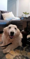 FULL AKC ISABELLA, a female English Cream Golden Retriever for sale in Dallas, TX – 1 of 4