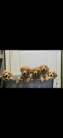 FULL AKC MILO-PUPPY SHOTS COMPLETE AND CRATE TRAINED, a male Golden Retriever for sale in Rockwall, TX – 2 of 3