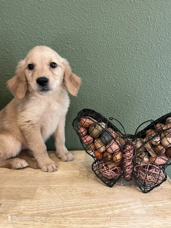 FULL AKC EMMA-PUPPY SHOTS COMPLETE-CRATE TRAINED – Golden Retriever puppy for sale in Rockwall, TX