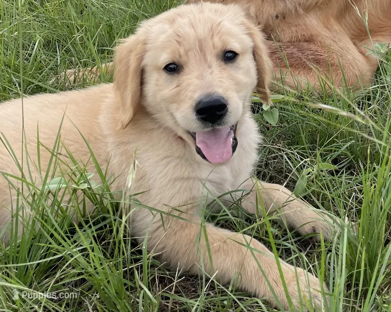 FULL AKC MAX-PUPPY SHOTS COMPLETE-CRATE TRAINED – Golden Retriever puppy for sale in Rockwall, TX