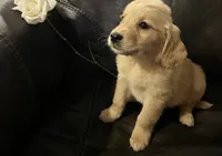 AKC ROSIE, a female Golden Retriever for sale in Rockwall, TX – 2 of 3