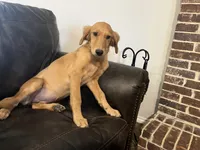 FULL AKC FEMALE-Reagan, a female Golden Retriever for sale in Dallas, TX – 3 of 5