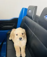 AKC MILO, a male English Cream Golden Retriever for sale in Rockwall, TX – 2 of 2