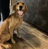AKC FEMALE, a female Golden Retriever for sale in Royse City, TX – 10 of 10
