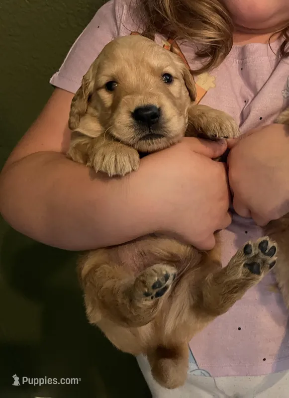 AKC MAVERICK  – Golden Retriever puppy for sale in Rockwall, TX