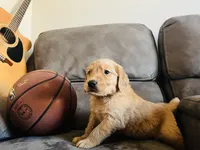 AKC MAX, a male Golden Retriever for sale in Rockwall, TX – Photo 1 of 5