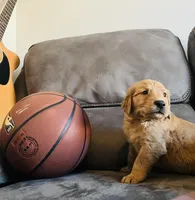 AKC MAX, a male Golden Retriever for sale in Rockwall, TX – Photo 4 of 5