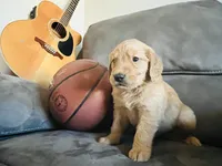 AKC MAX, a male Golden Retriever for sale in Rockwall, TX – Photo 3 of 5