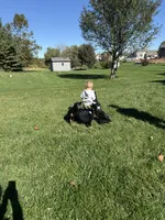 Panda, a female Australian Shepherd for sale in Crown Point, IN – 7 of 10