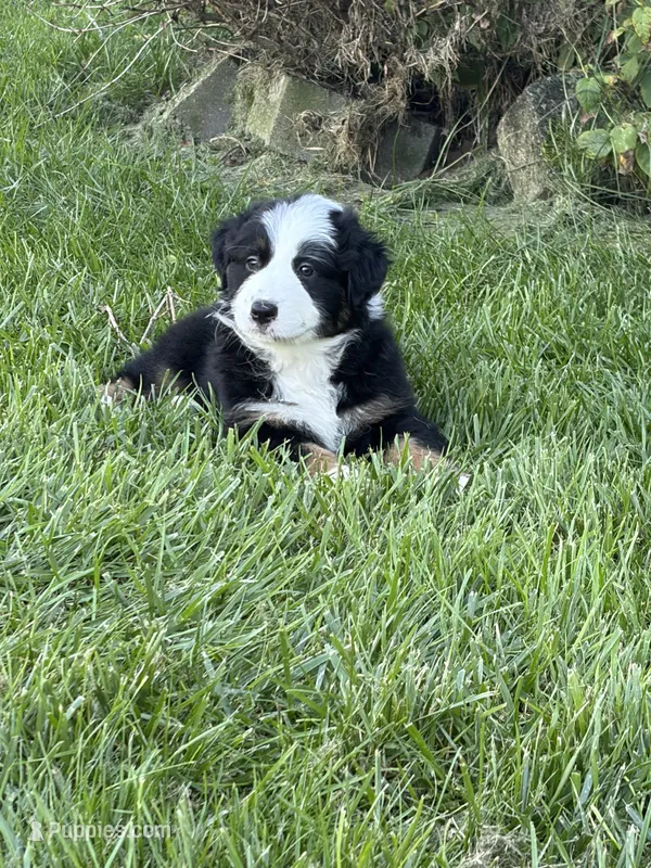 Panda – Australian Shepherd puppy for sale in Crown Point, IN