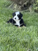 Panda, a female Australian Shepherd for sale in Crown Point, IN – 1 of 10