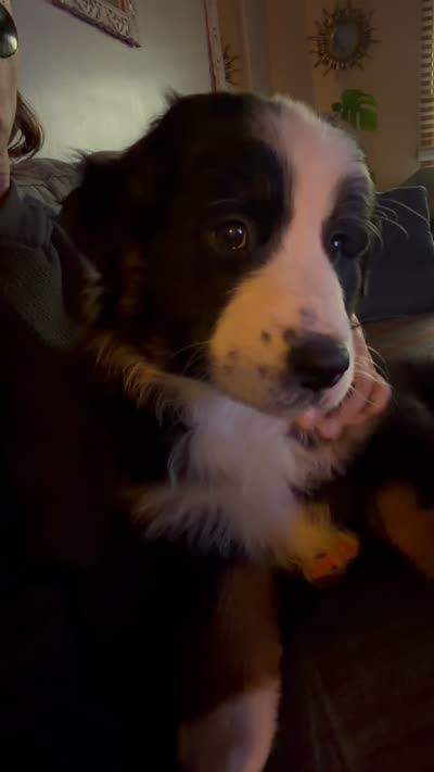 Panda, a female Australian Shepherd for sale in Crown Point, IN – 10 of 10
