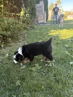 Panda, a female Australian Shepherd for sale in Crown Point, IN – 8 of 10