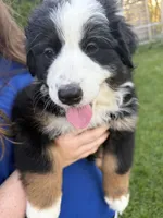 Panda, a female Australian Shepherd for sale in Crown Point, IN – 3 of 10