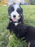 Panda, a female Australian Shepherd for sale in Crown Point, IN – 4 of 10
