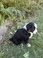 Panda, a female Australian Shepherd for sale in Crown Point, IN – 9 of 10
