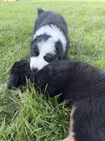 Panda, a female Australian Shepherd for sale in Crown Point, IN – 5 of 10