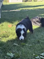 Panda, a female Australian Shepherd for sale in Crown Point, IN – 6 of 10