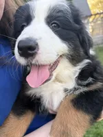 Panda, a female Australian Shepherd for sale in Crown Point, IN – 2 of 10