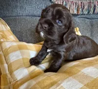 S’more, a female Cocker Spaniel for sale in Memphis, TN – Photo 3 of 4