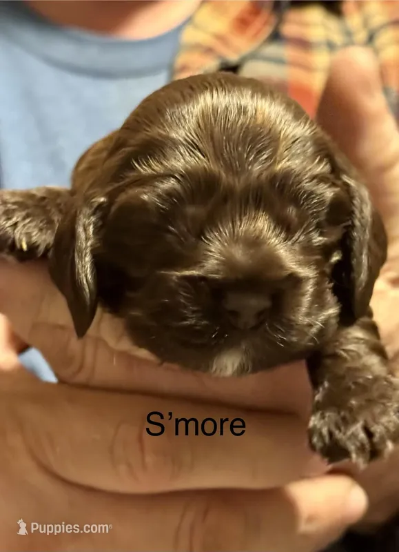 S’more, a female Cocker Spaniel for sale in Memphis, TN – Photo 1 of 4