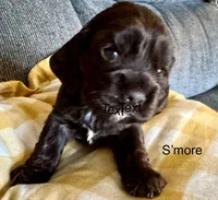 S’more, a female Cocker Spaniel for sale in Memphis, TN – Photo 2 of 4