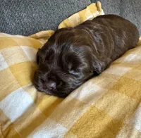S’more, a female Cocker Spaniel for sale in Memphis, TN – Photo 4 of 4