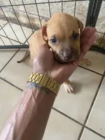 Pitbull Puppy, a female American Pit Bull Terrier for sale in Orlando, FL – 2 of 2