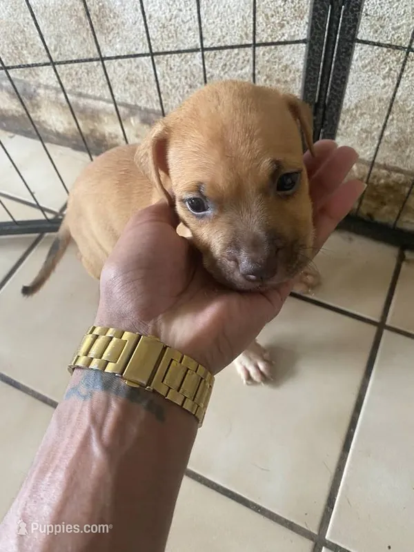 Pitbull Puppy – American Pit Bull Terrier puppy for sale in Orlando, FL