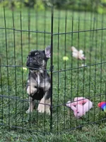 Blue, a male French Bulldog for sale in La Porte, IN – 3 of 4