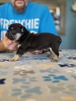 Blue, a male French Bulldog for sale in La Porte, IN – 2 of 4