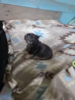 Bagel , a male French Bulldog for sale in La Porte, IN – 6 of 6