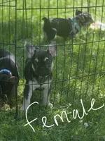 Marry, a female French Bulldog for sale in La Porte, IN – 3 of 4