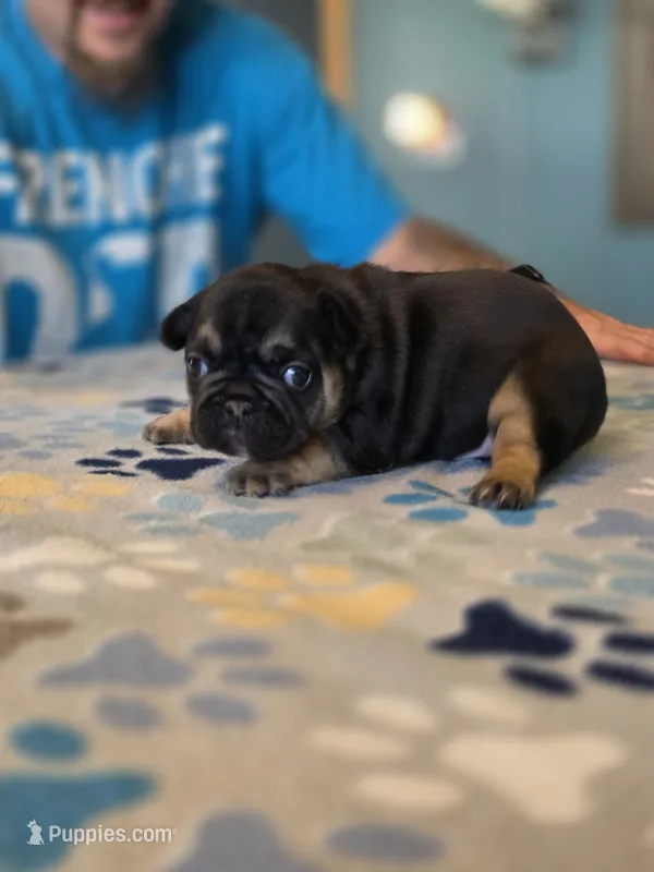 Bagel  – French Bulldog puppy for sale in La Porte, IN